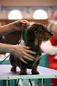 Crufts2011_2 1162